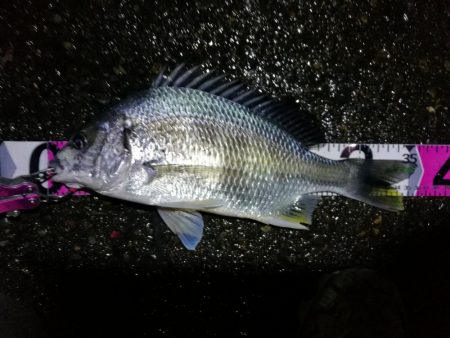 小雨降る南港カモメ大橋ヘチ釣行 （キビレ3…