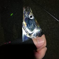 南港カモメ大橋 釣行 (爆釣!タチウオ釣り、F3~F3.5 釣果)