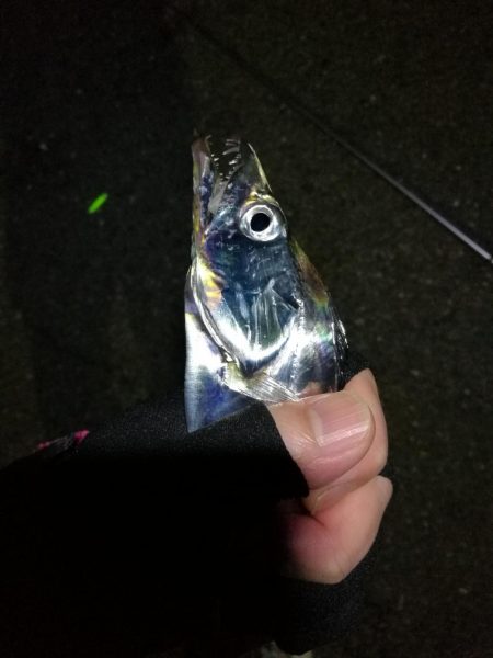 南港カモメ大橋 釣行 （爆釣！タチウオ釣り…