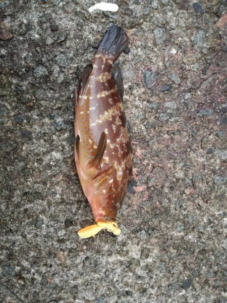 ドンっからのブルブル