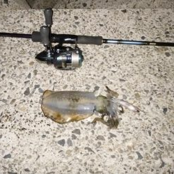 ナイトエギング