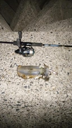 ナイトエギング