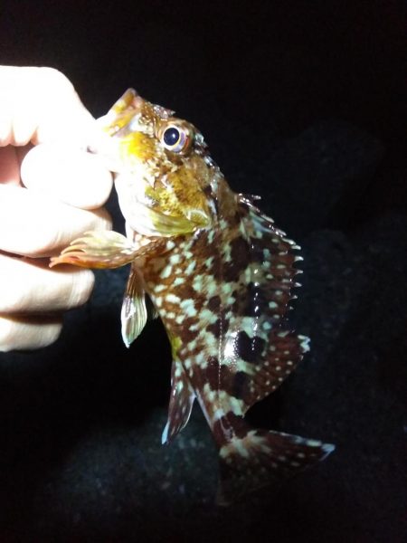 のべ竿ガシリング