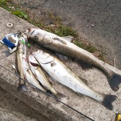 シーバス絶好調