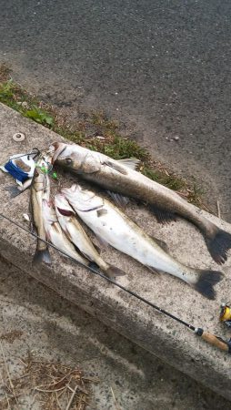 シーバス絶好調