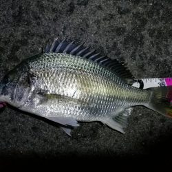 南港フェリーヘチ釣り （やや寒くなったヘチ釣りでキビレ40cm,31cm、ガシラ 釣果有り）