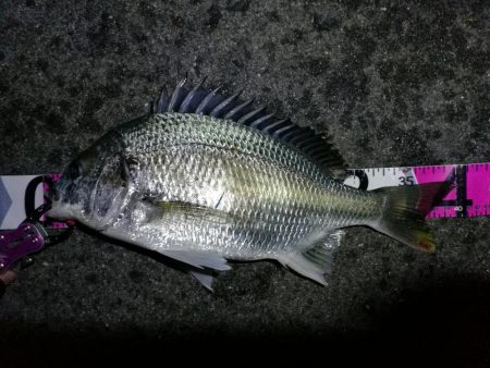 南港フェリーヘチ釣り （やや寒くなったヘチ…