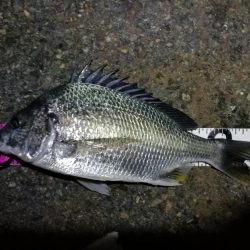 南港フェリーヘチ釣り （キビレ35cm、30cm 小真チヌ 釣果有り）