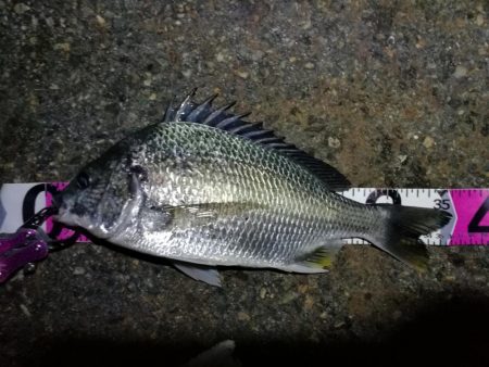 南港フェリーヘチ釣り （キビレ35cm、3…