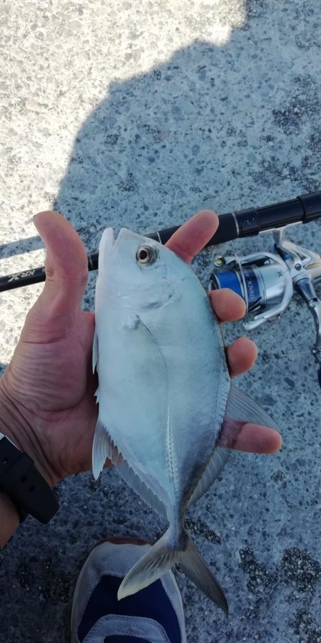 ライトショアジギング