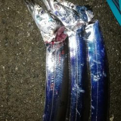 タチウオなんとか3本