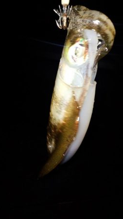 明石ｴｷﾞﾝｸﾞ渋々