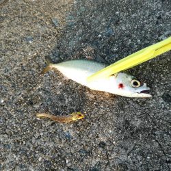 タチウオ　サゴシ狙い