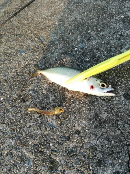 タチウオ　サゴシ狙い