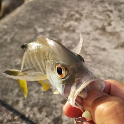 夕マズメの港ワームでヒット