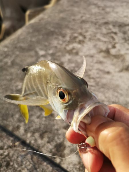 夕マズメの港ワームでヒット