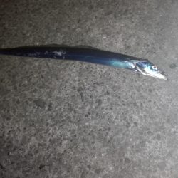 タチウオしぶい