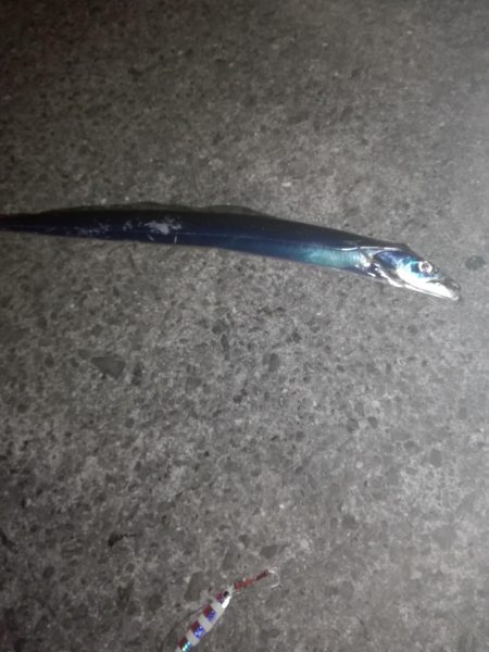 タチウオしぶい