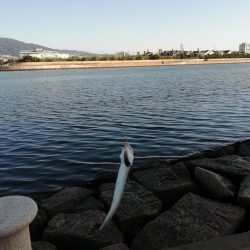 サヨリ食べたくて‼️