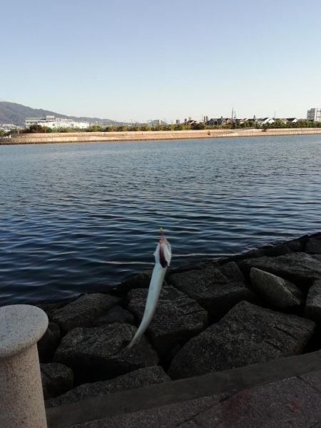 サヨリ食べたくて‼️