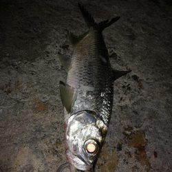 朝マズメの短時間勝負、ターポン