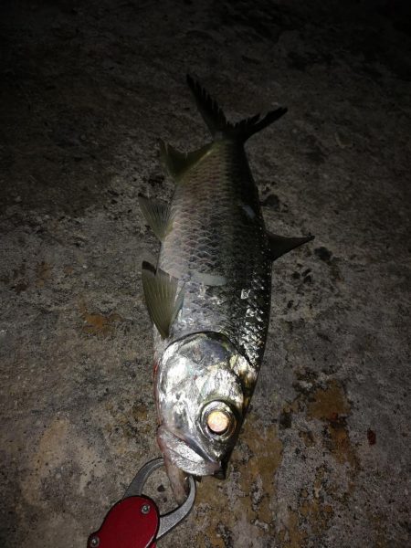 朝マズメの短時間勝負、ターポン