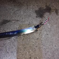 タチウオワインド