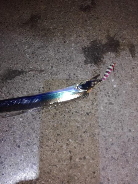 タチウオワインド