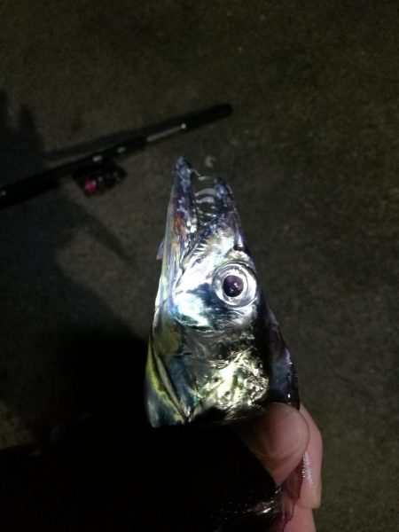 南港カモメ大橋 釣行 （渋かったタチウオ釣…