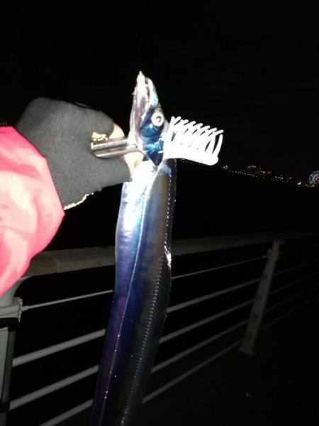 シーサイドコスモのタチウオまずまず