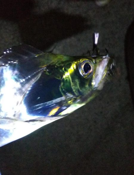 タチウオ2本(F3)