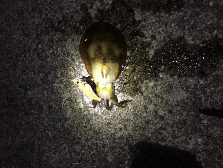 日曜日に続きアオリイカゲット！