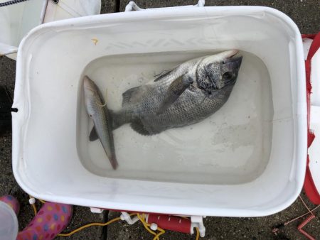 沙美西海水浴場　チヌ釣れた