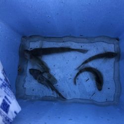 ハゼ釣り 2箇所の釣果