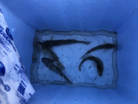 ハゼ釣り 2箇所の釣果