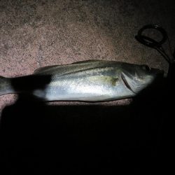 久しぶりの旧江戸川!