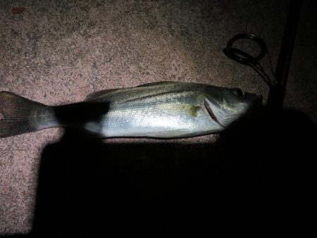 久しぶりの旧江戸川！