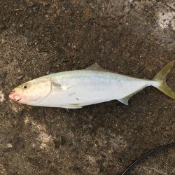 飽きない程度にあたりあり