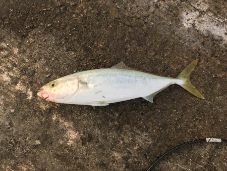 飽きない程度にあたりあり