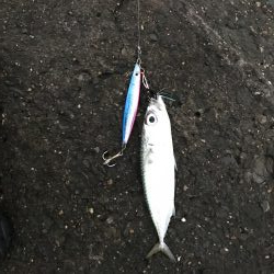 サゴシだけでした