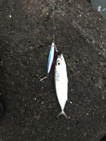 サゴシだけでした