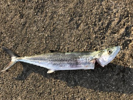 去年の経験が活きた釣行