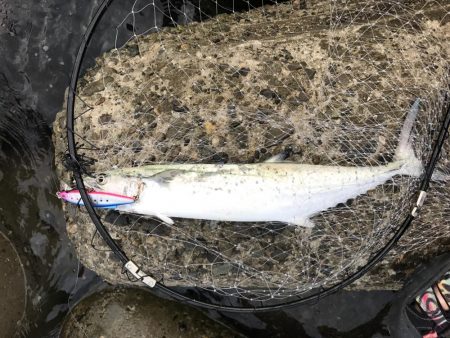 まずまずのサゴシ