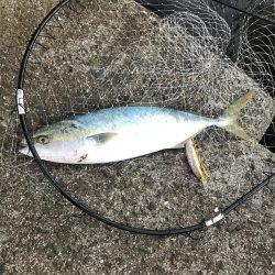 シーズン終盤渋い