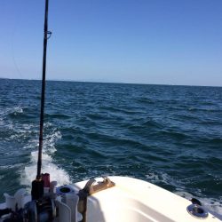 大阪湾オフショア釣果