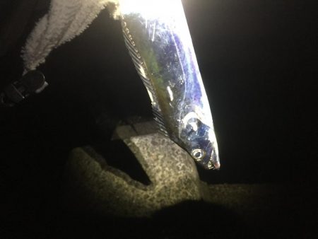 ルアーでタチウオ