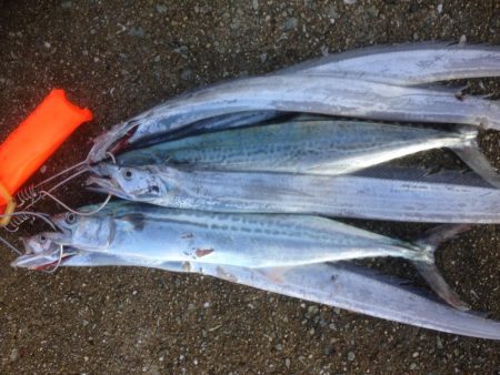 タチウオらん舞