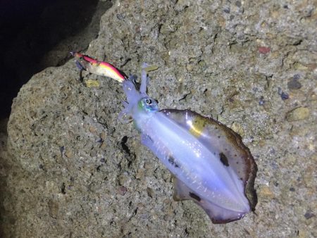 サイズはいいものの…