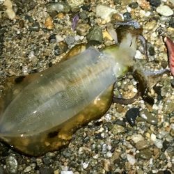 今シーズン初の淡路島エギング