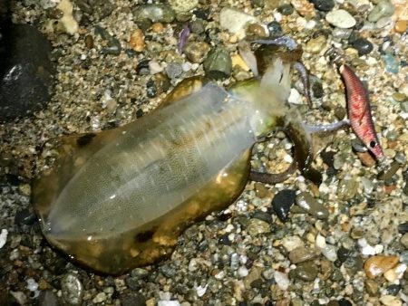 今シーズン初の淡路島エギング